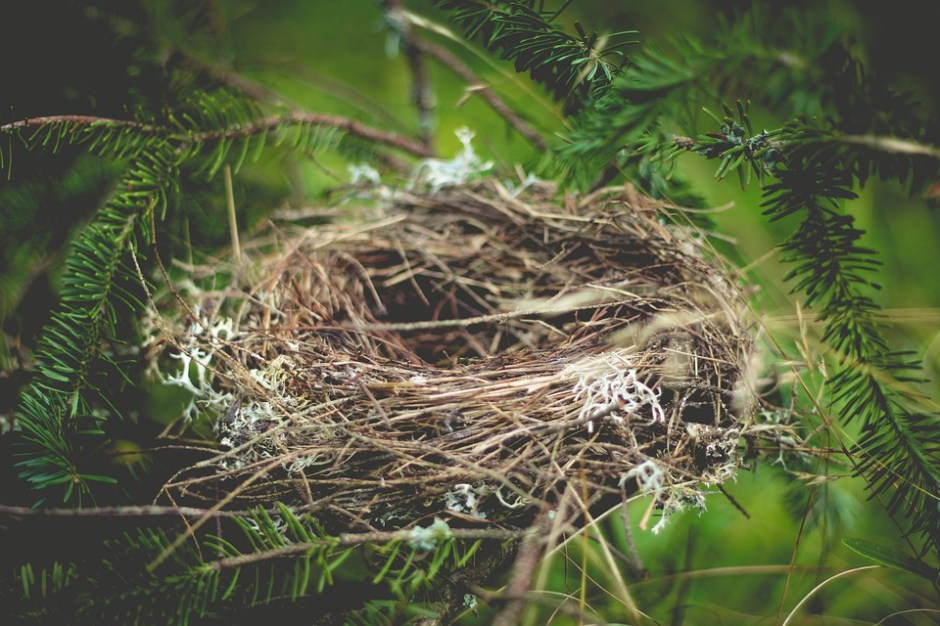 an empty bird's nest sets on an evergreen branch