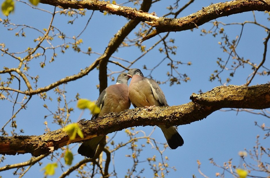 Two pigeons sitting on a tree branch touching their beaks.