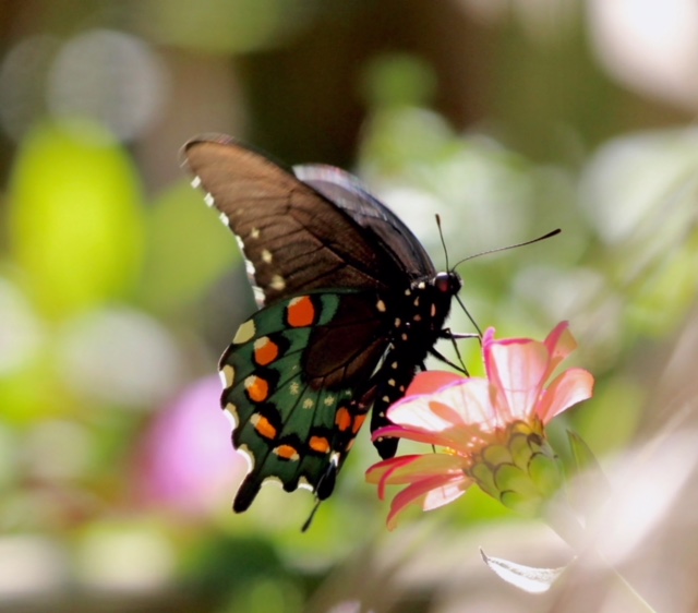 Pipeline Swallowtail finding nectar in the autumn