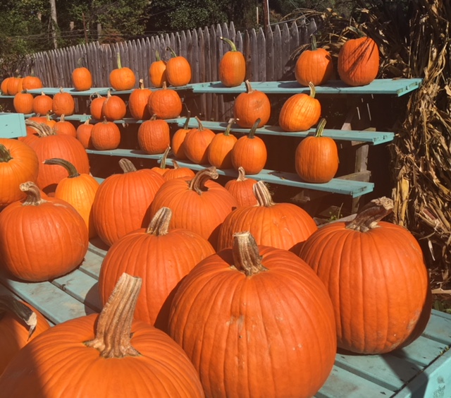 harvested pumpkins sitting in rows on shelves painted turquoise at a local market