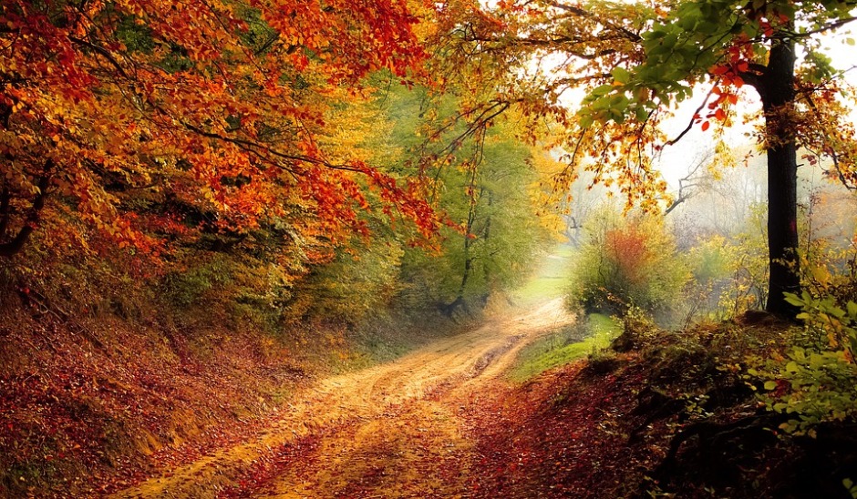 A narrow country road enveloped by the bright colors of the fall foliage