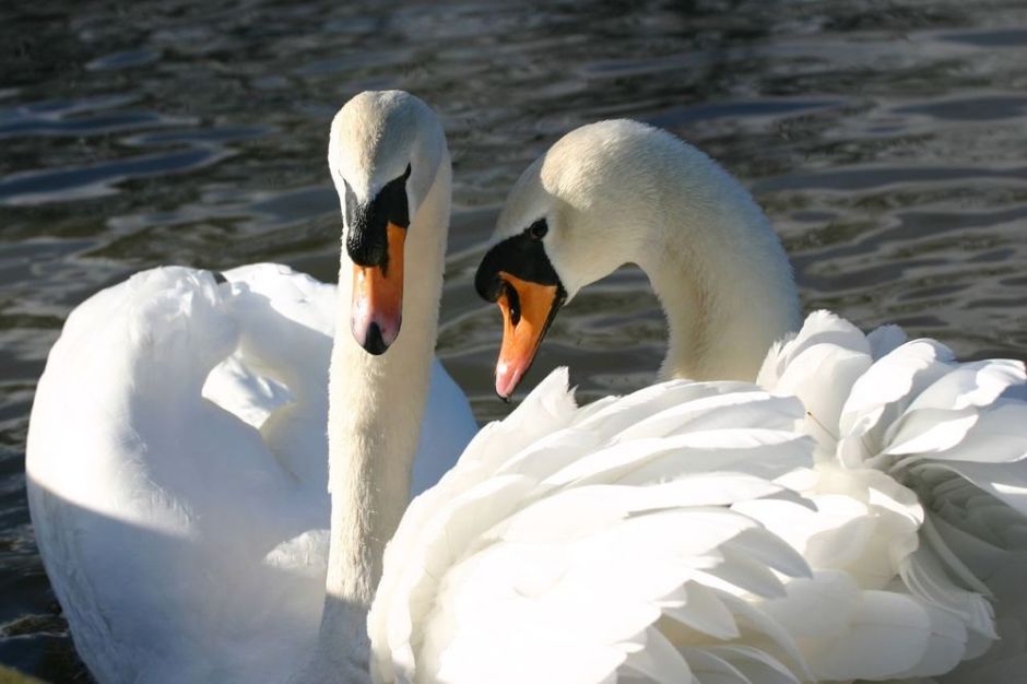 A swan duo together on a lake