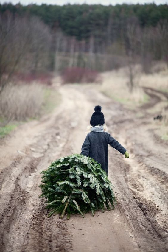 Photo of a child dragging a christmas tree compliments of Pinterest