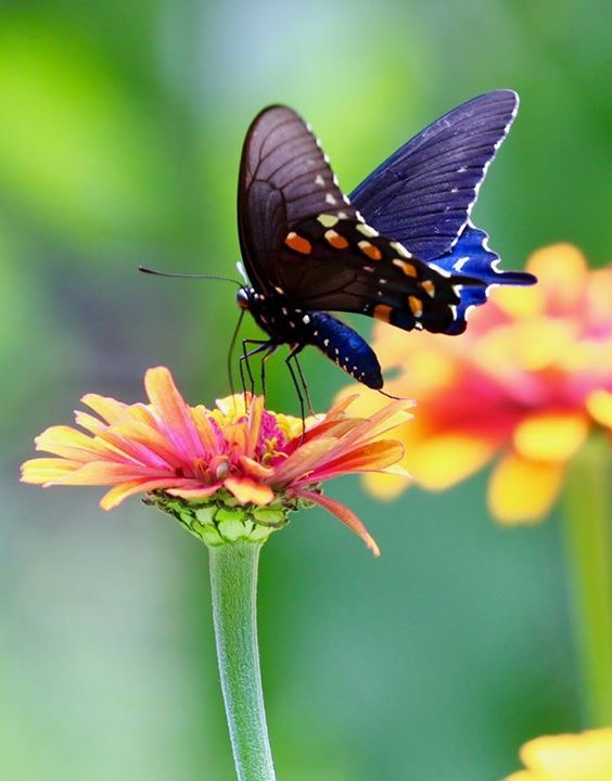 Swallowtail butterfly nectaring on a golden zinnia
