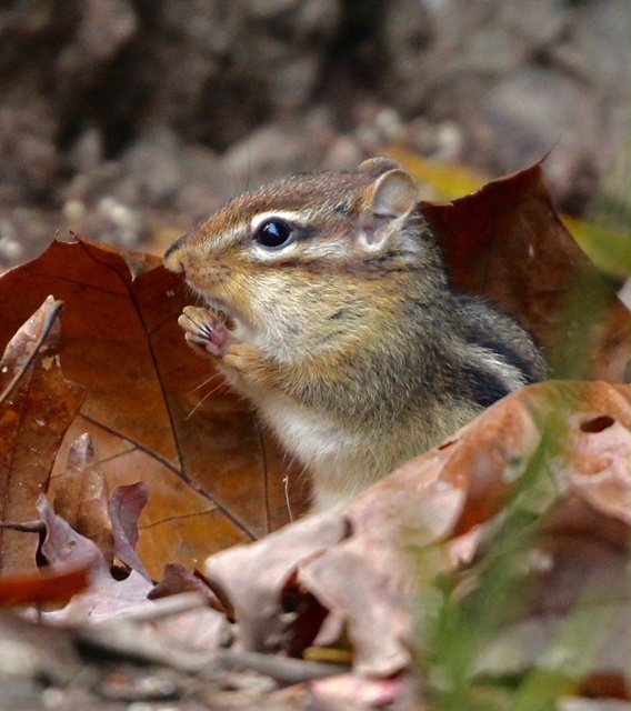 Chipmunk in profile surrounded by dried leaves in the fall