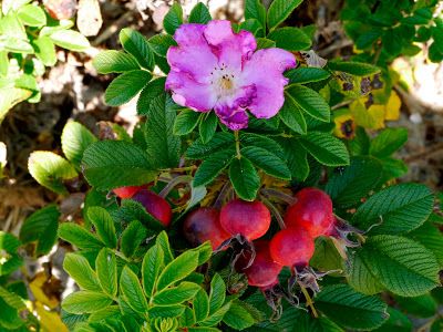 wild rose left unpicked yields Rose hips