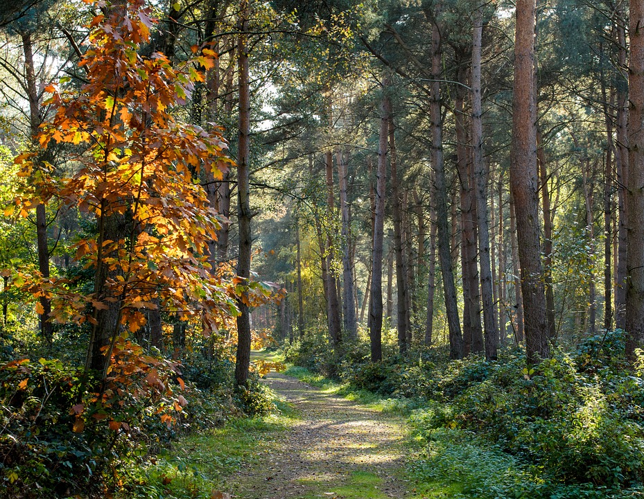 a forest on a sunny autumn day