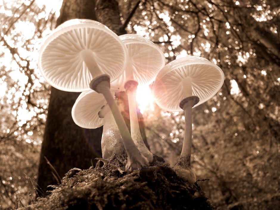 The forest floor shows emerging mushrooms in the fall