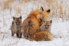 A female red fox with her two kits in the snow
