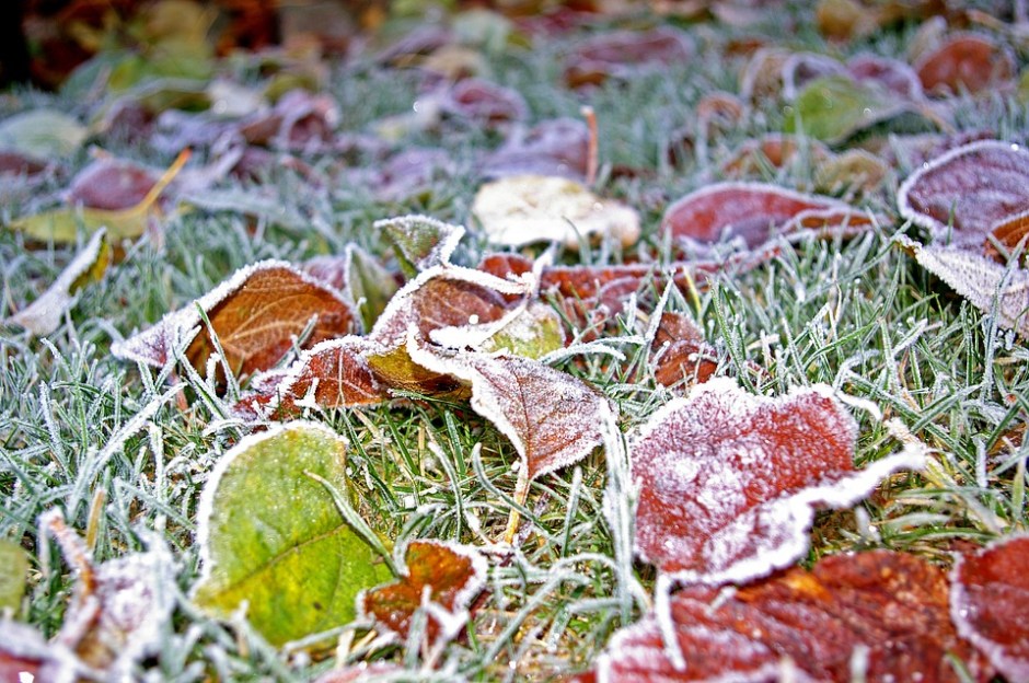 colorful autumn leaves covered with morning frost