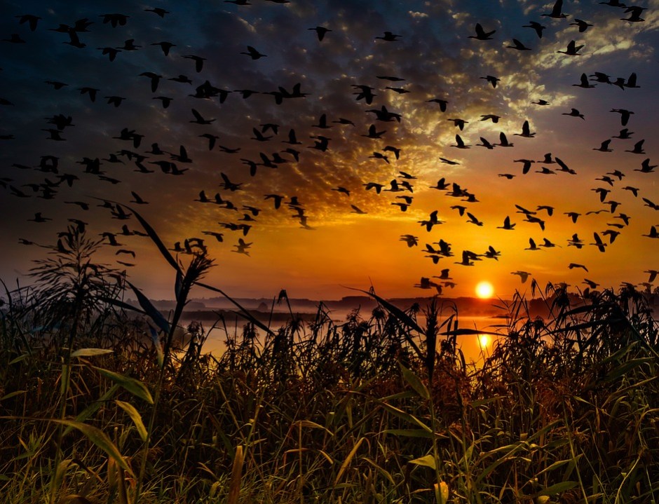 a fall sunset showing off migrating birds in flight