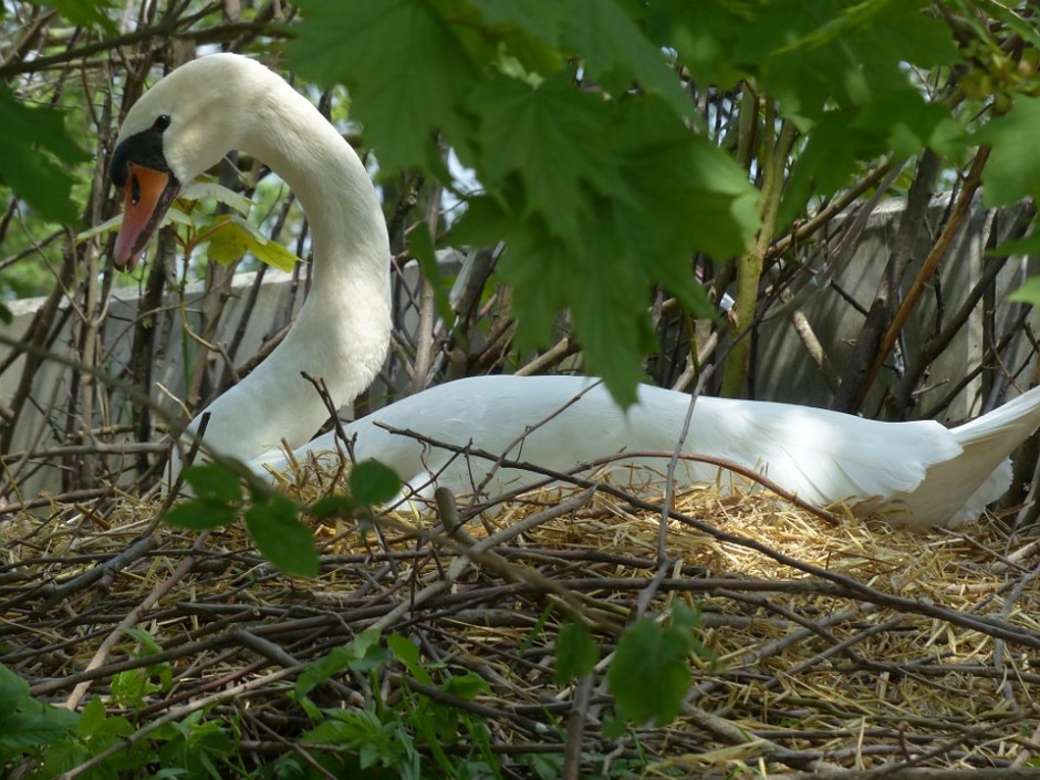A swan sitting on her nest