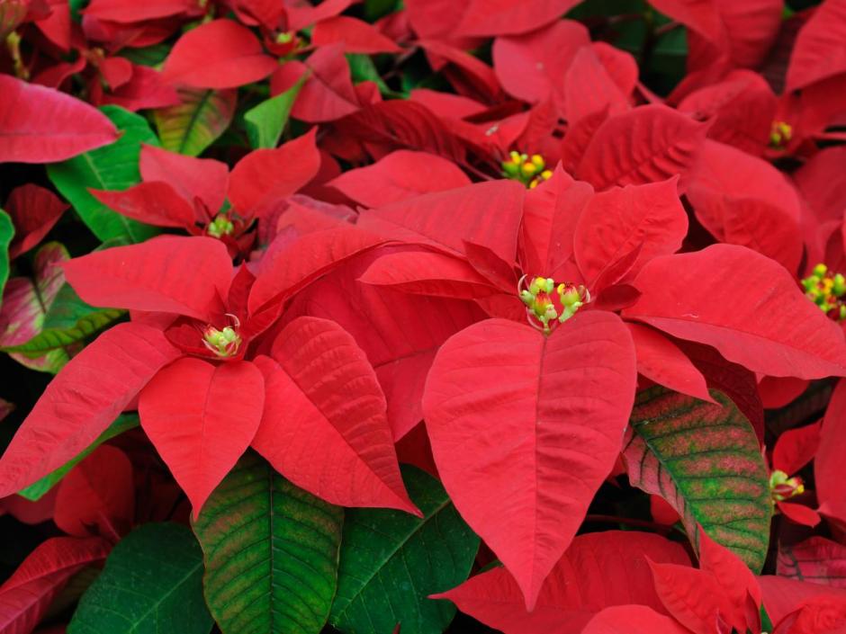 Christmas Poinsettia
