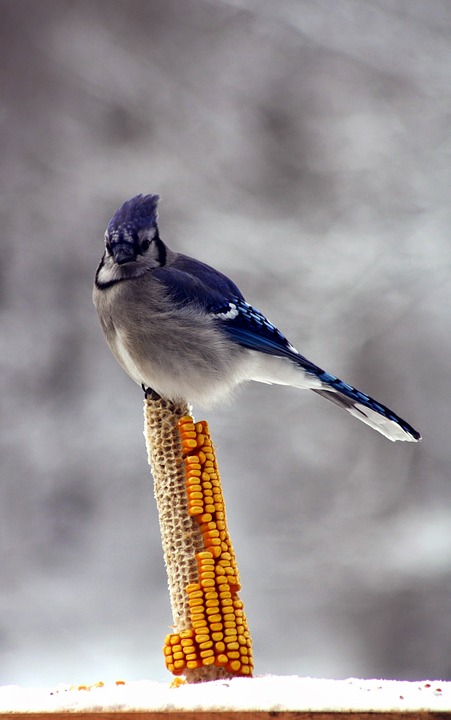 Blue jay on a corn cob