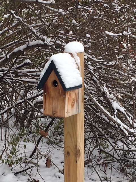 Bluebird house converted into a bird box for the winter