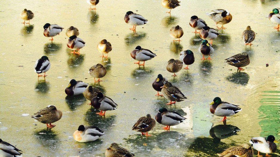 Ducks on an icy pond