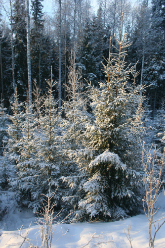 A family forest in Finland