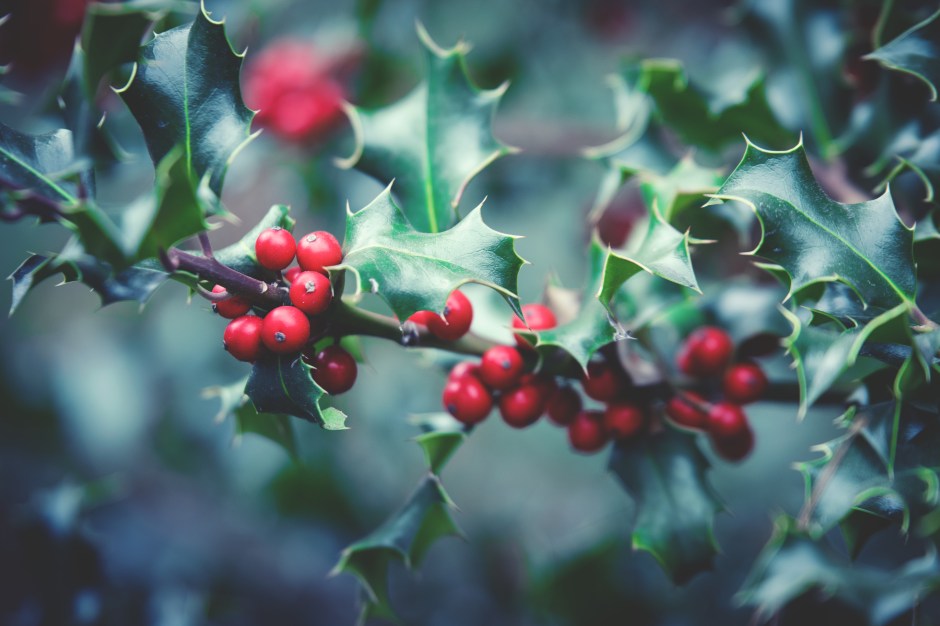 Red holly berries