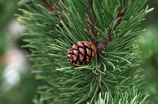 a small single pinecone growing naturally on its pine