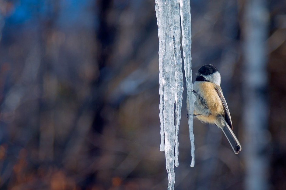 A Black-capped Chickadee perches on a long ice cycle
