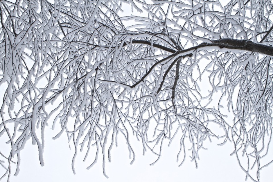 bending winter branches covered with snow