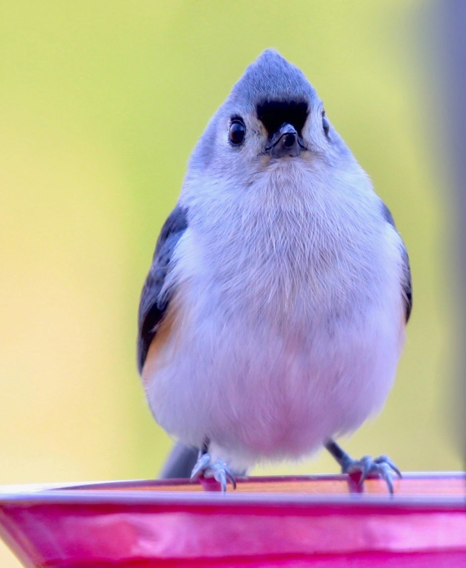 tufted titmouse up close at a feeder