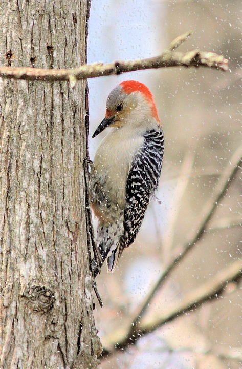 Red-bellied Woodpecker in the snow