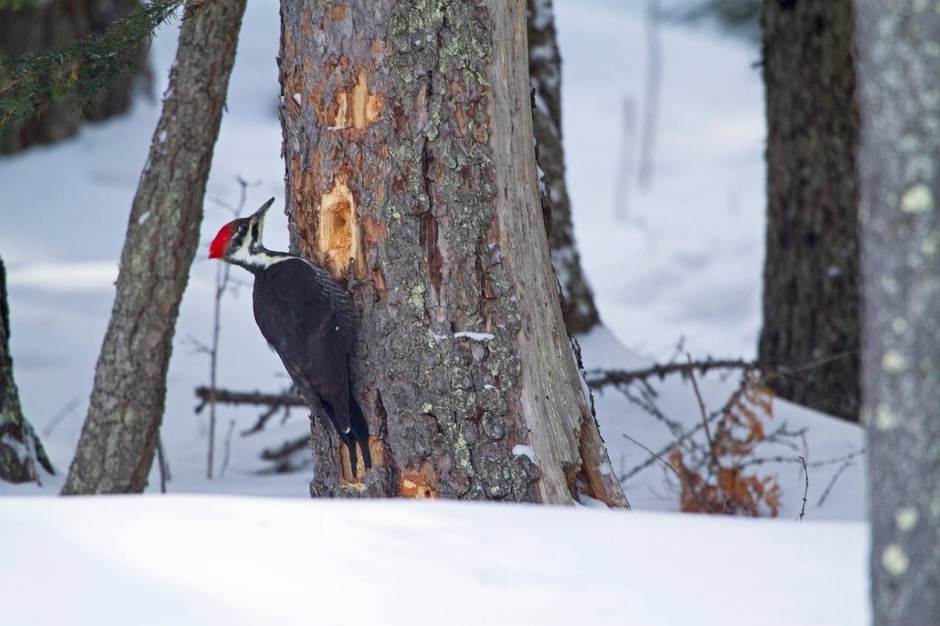 Female Pileated Woodpecker drumming on a dead tree in the snow