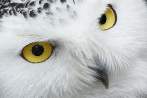 Close-up of face of a snowy owl