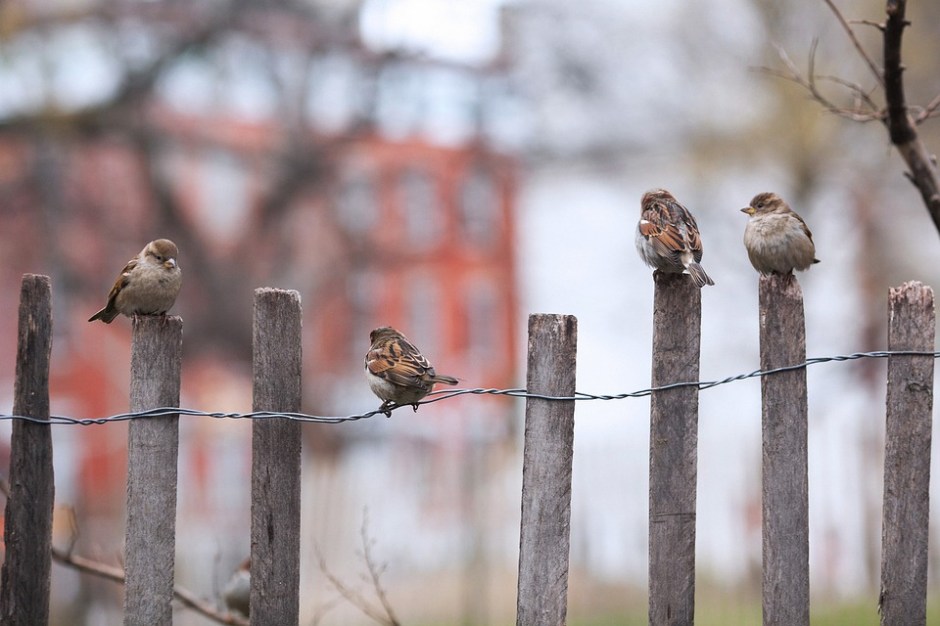 sparrows sit perched on a rickety fence in winter