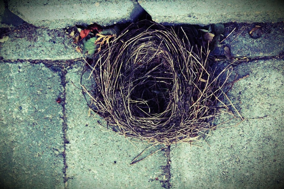 empty birds nest nestled in a concrete wall