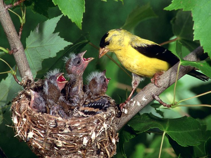 Mother Goldfinch feeding her baby birds in her nest