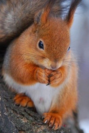 Close-up of an Abert red squirrel