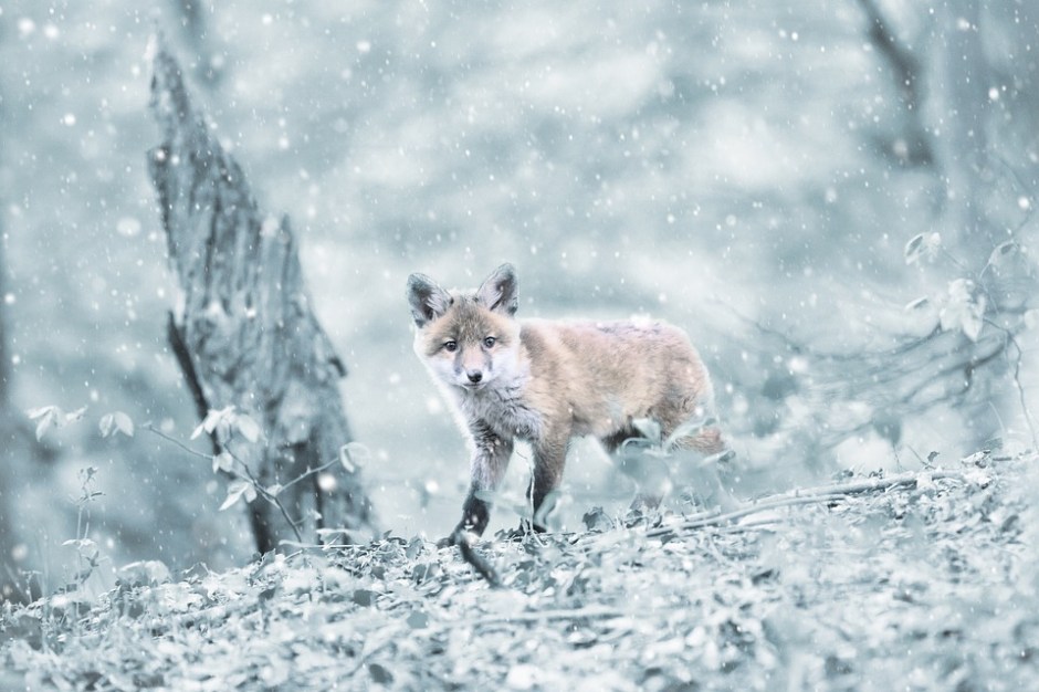 red fox kit in the snow