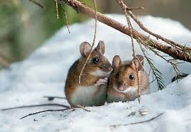 Two brown mice in the snow huddle together