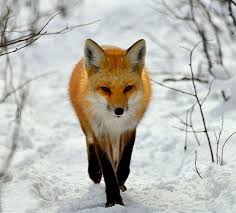 Red fox in winter