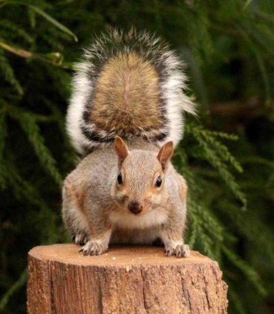 Brown squirrel faces off to the camera with tail in the air