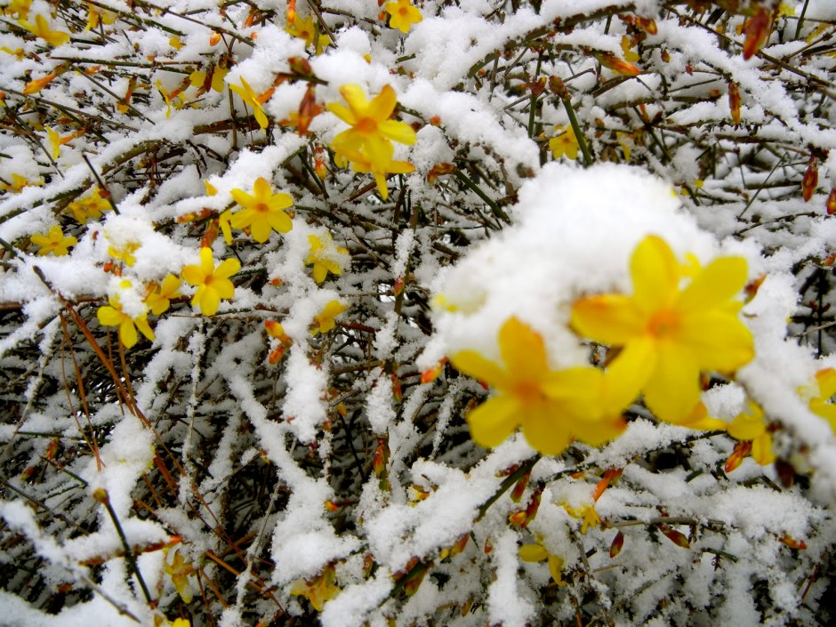 winter jasmine in the snow
