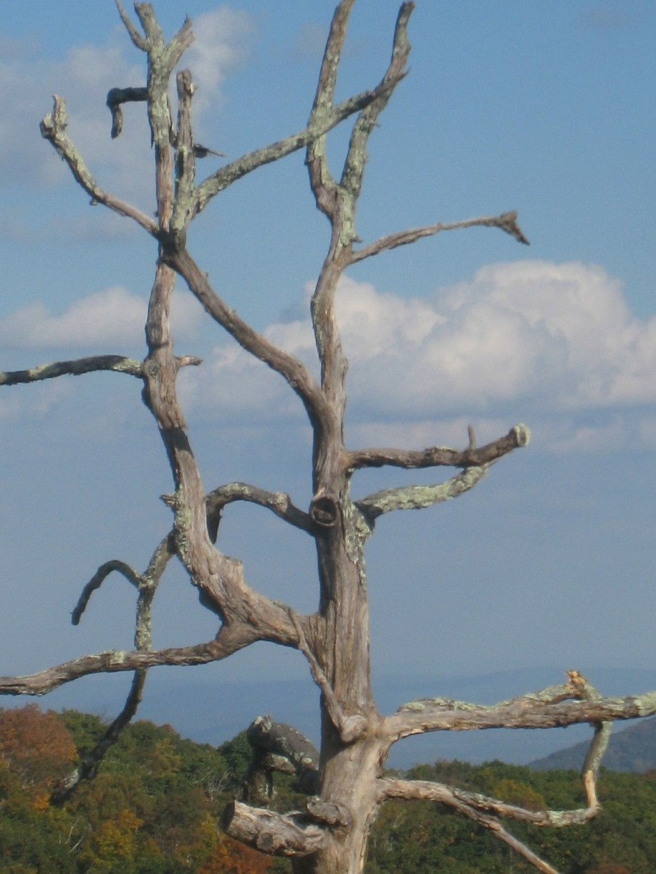 single old tree with blue ridge in background
