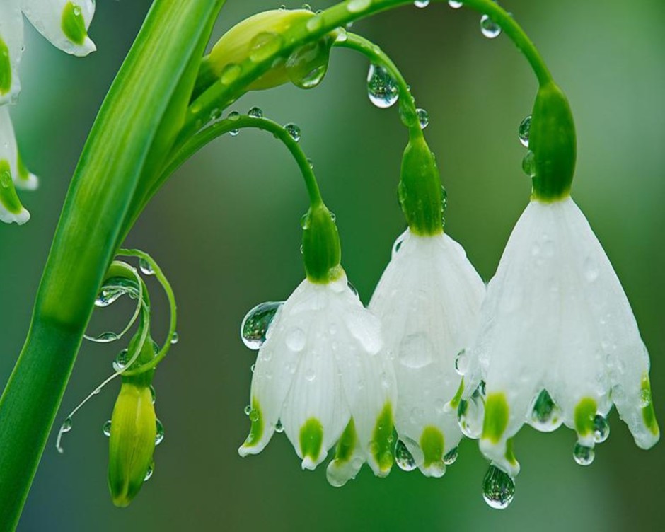 Moist rain drips from spring flowers