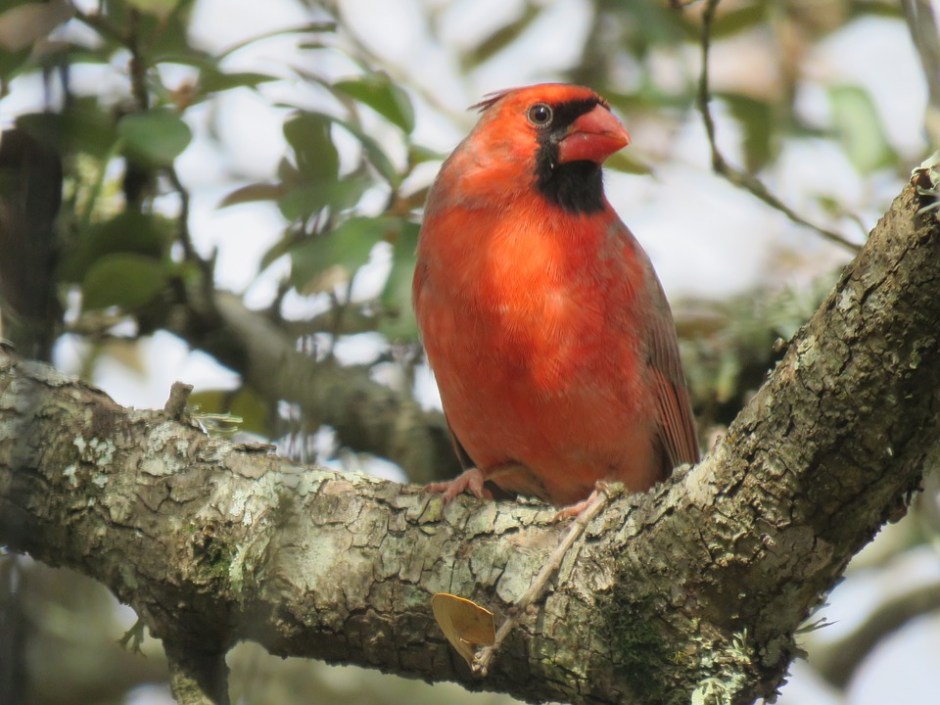 Male cardinal perched and observing his environment