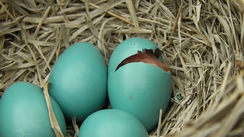 Four Robin eggs in the nest, one hatching