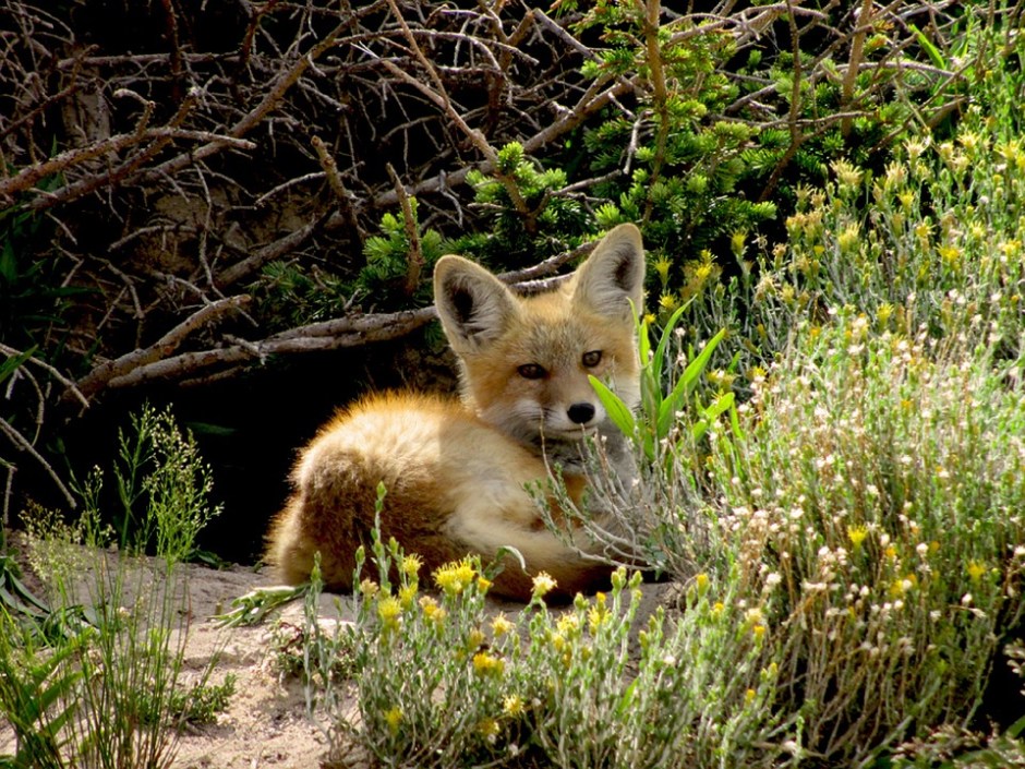 Red fox kit sunning in springs warmth