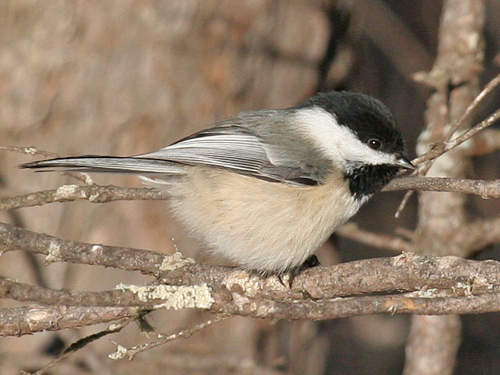 Black-capped-Chickadee