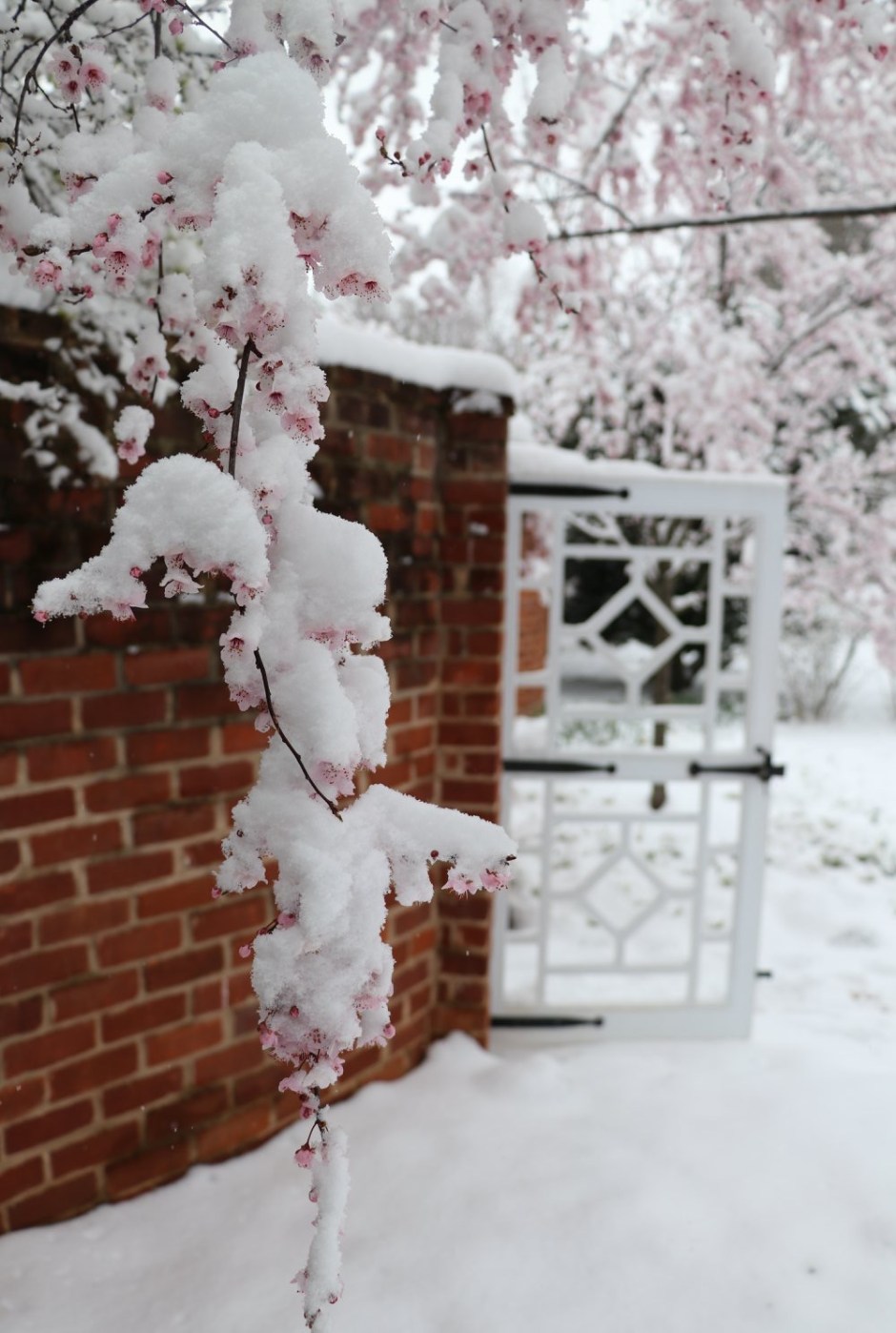 UVA Spring Snow 2018 taken by Elizabeth Roden