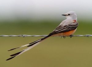 Scissor-tailed flycatcher