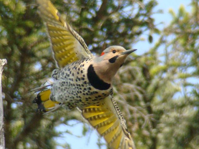 Yellow-Shafted Woodpecker in flight