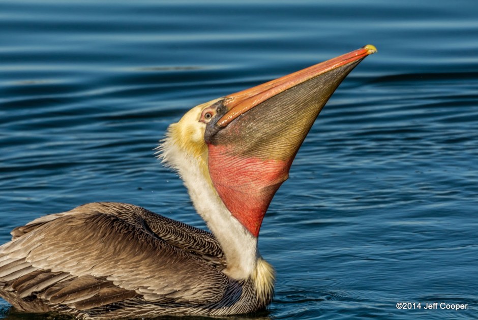 Brown Pelican