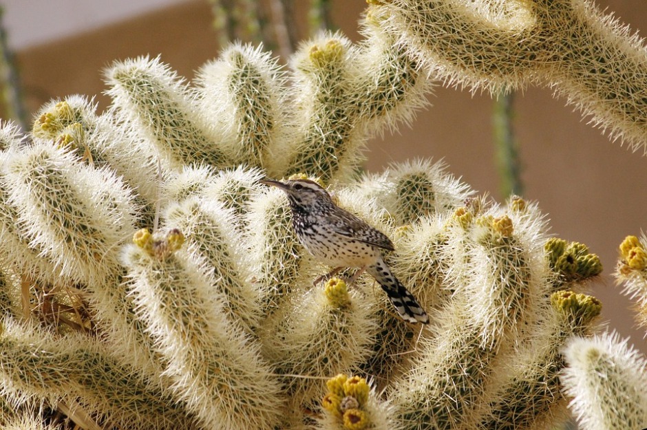 Cactus wren perched on an Jumper cactus