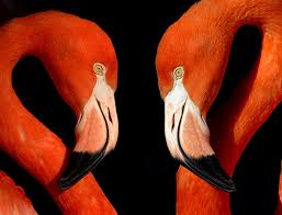 Two flamingos face to face